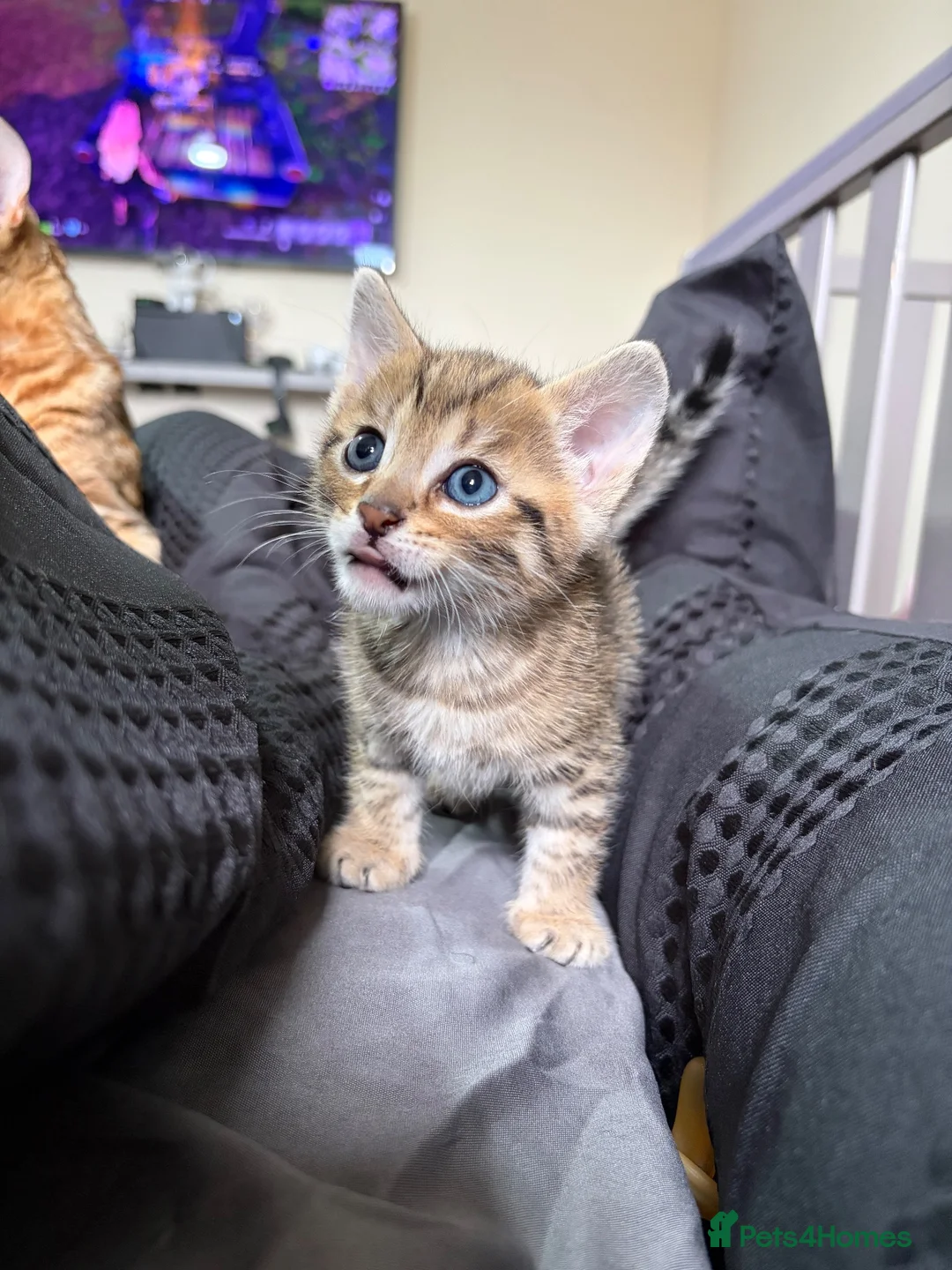 Bengal cats for sale: Bengal Mix kittens 🐱  in Hinckley - Advert 1