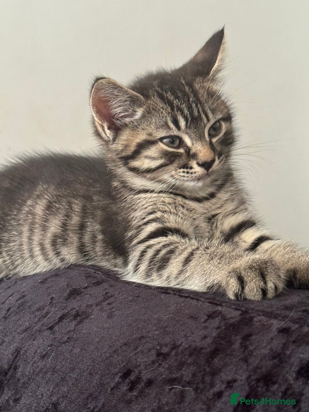 Mixed Breed cats for sale: Kittens  - Image 3