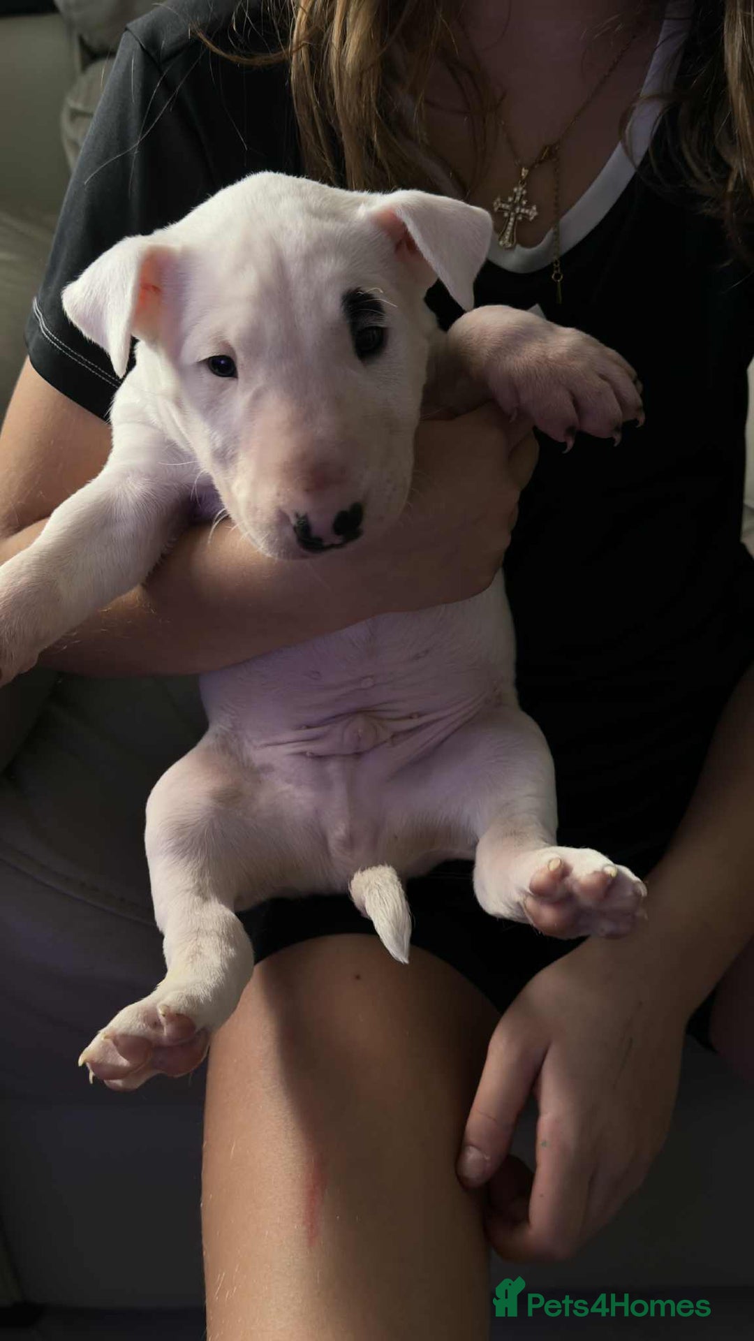 English Bull Terrier dogs for sale: Gorgeous English BullTerrier - Advert 5