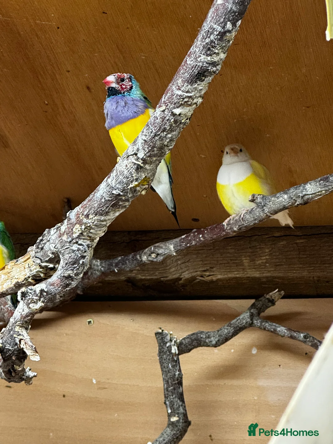 Finches birds for sale: Gouldian Finches / Timor zebra finches  - Advert 7