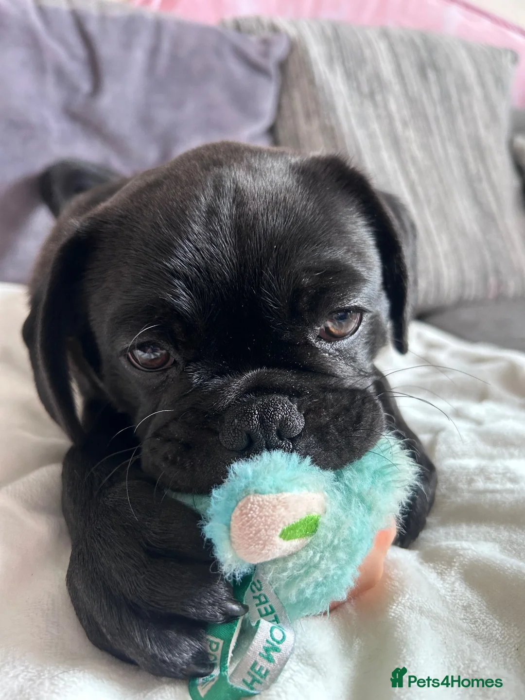 Mixed Breed dogs for sale: Loving Forever Home Wanted Our Pug x Bulldog boy in Torquay - Advert 6