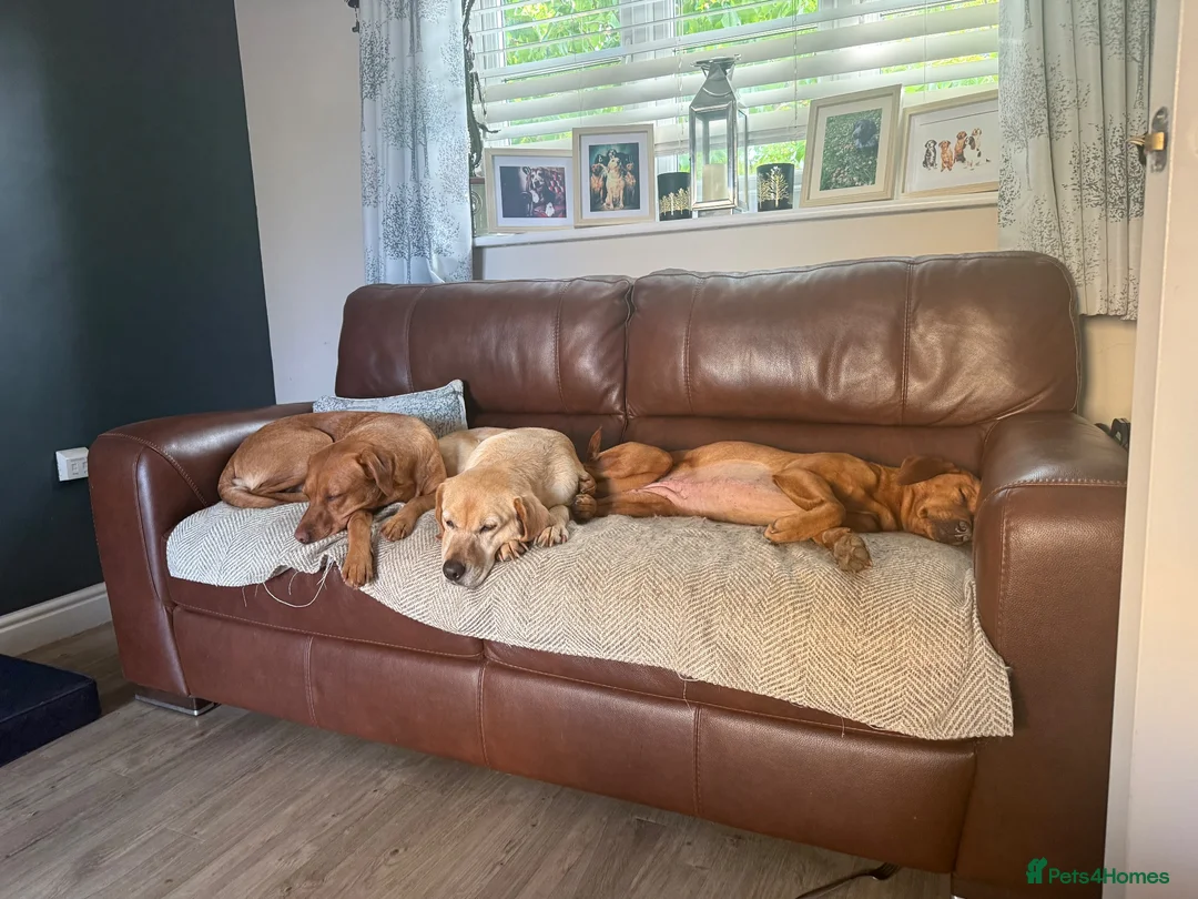 Labrador Retriever dogs for sale: 6 Black Boys and 1 Chocolate boy  in Chippenham - Advert 34