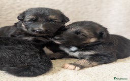 German Shepherd dogs for sale: 💛 German Shepherd Puppies – Full Pedigree Parents - Image 7