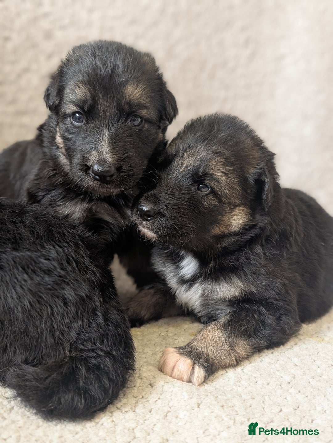 German Shepherd dogs for sale: 💛 German Shepherd Puppies – Full Pedigree Parents - Image 7