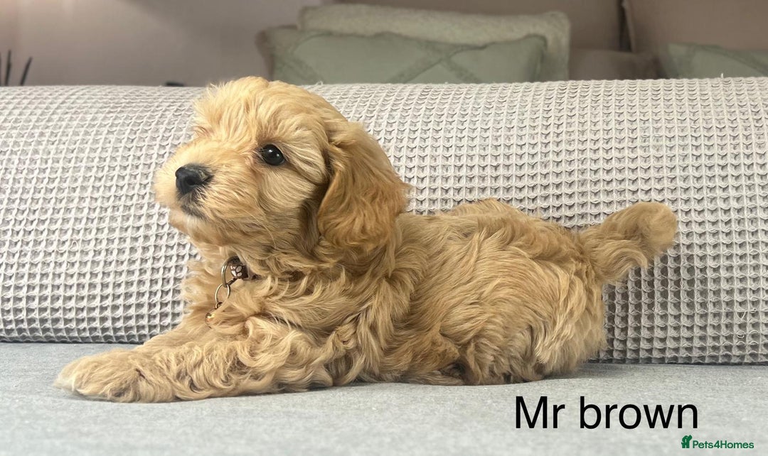 Maltipoo dogs for sale: STUNNING BOYS AND GIRL. DNA TESTED CLEAR FATHER - Image 10