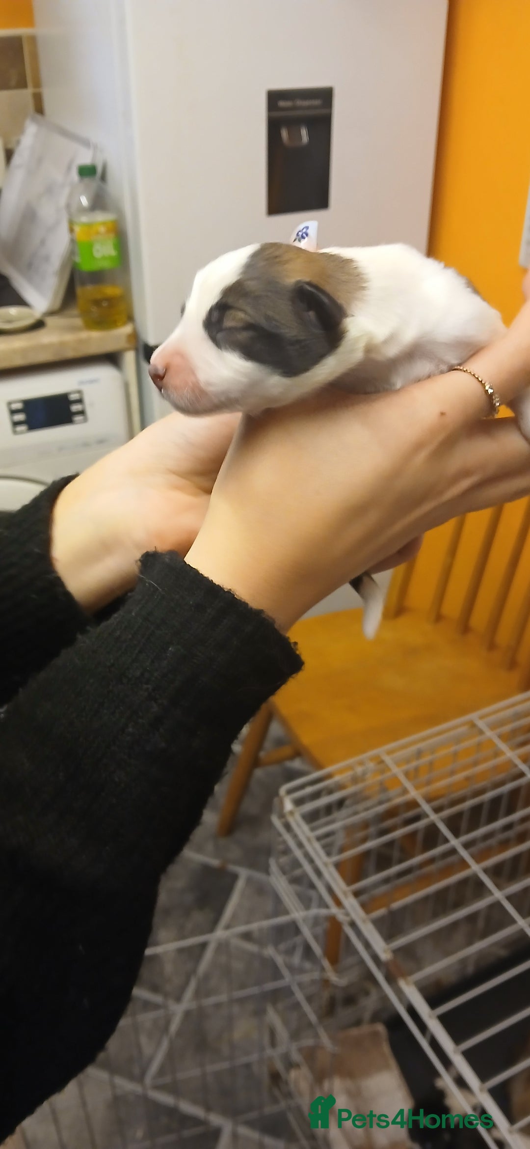 Border Collie dogs for sale: My babies  - Image 11