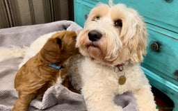 Australian Labradoodle dogs for stud: Proven extensively health tested gorgeous stud - Image 7