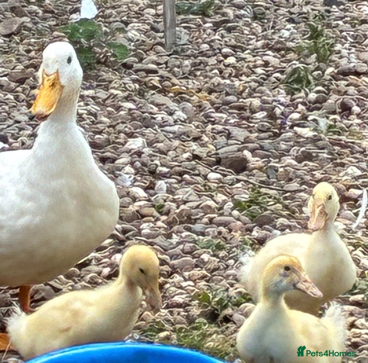 Ducks poultry Cherry valley ducks - Advert 3
