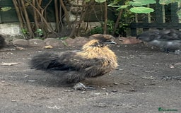 Chickens poultry for sale: Black silkie cockerel  - Image 1
