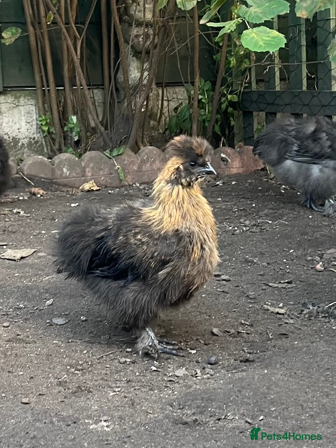 Chickens poultry for sale: Black silkie cockerel  - Image 1