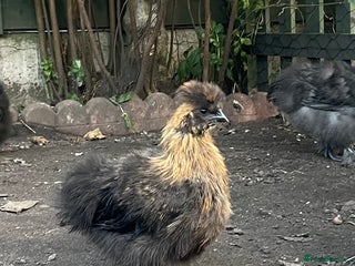 Chickens poultry - Advert 21
