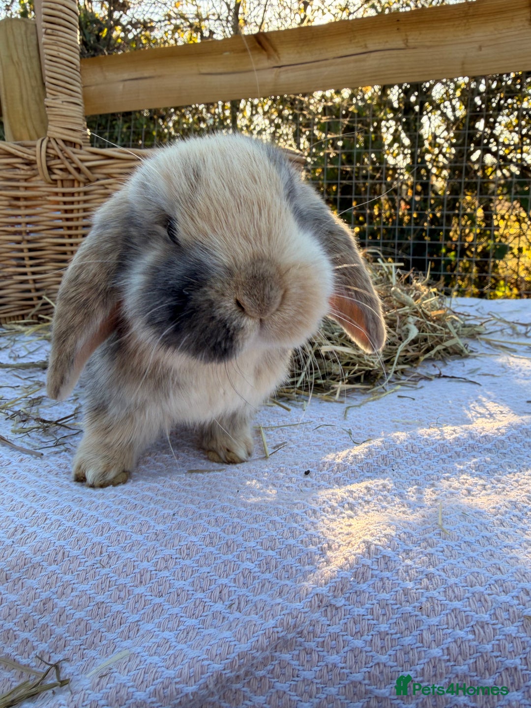Mini Lop rabbits for sale: Mini Lop bunnies  - Advert 8