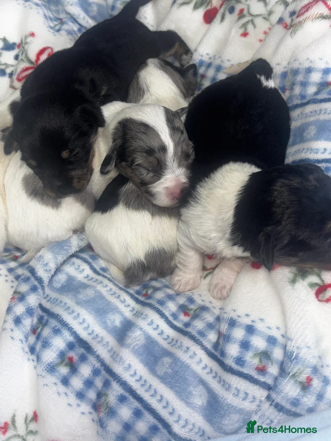 Mixed Breed dogs for sale: Terriers for new homes  - Advert 4