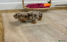 Miniature Dachshund dogs for sale: Minature dachshund pups  - Image 13