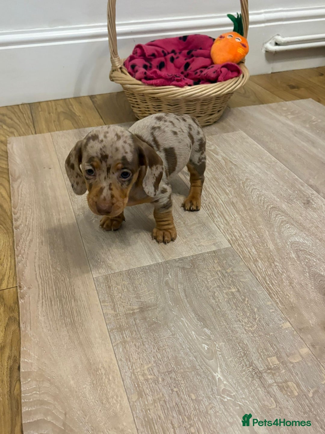 Miniature Dachshund dogs for sale: Minature dachshund pups  - Image 13