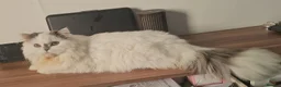 British Longhair cats for sale: British Longhaired Cats and Scottish Fold Cats in London - Advert 15