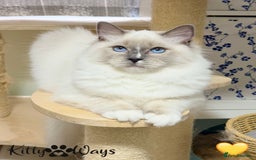 Ragdoll cats for sale: 🐾🩷*TICA REG* EU RAGDOLL KITTENS🌟 DNA CLEAR 🩵🐾 - Image 11