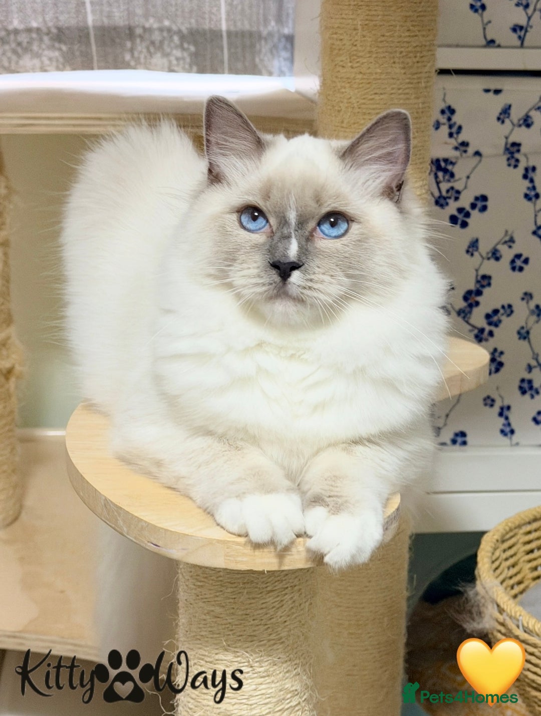 Ragdoll cats for sale: 🐾🩷*TICA REG* EU RAGDOLL KITTENS🌟 DNA CLEAR 🩵🐾 - Image 11