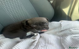 Mixed Breed dogs for sale: Staff x cane corso puppies - Image 35