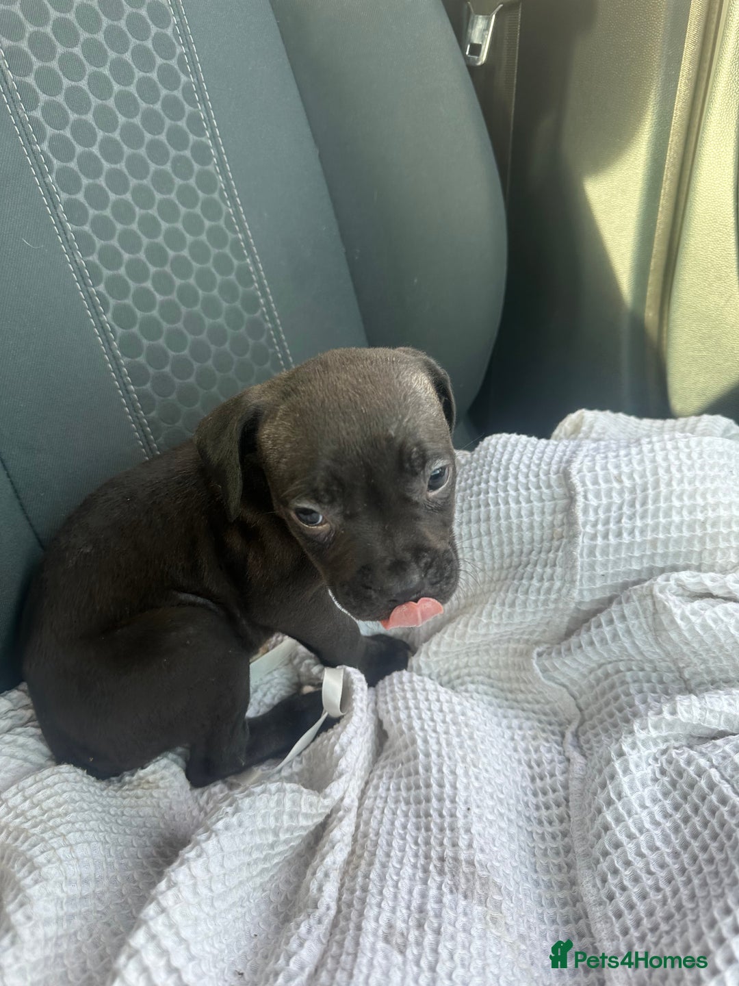 Mixed Breed dogs for sale: Staff x cane corso puppies - Image 35