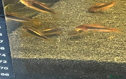 Corys fish for sale: Red Lazer Corys. £15. - Image 4