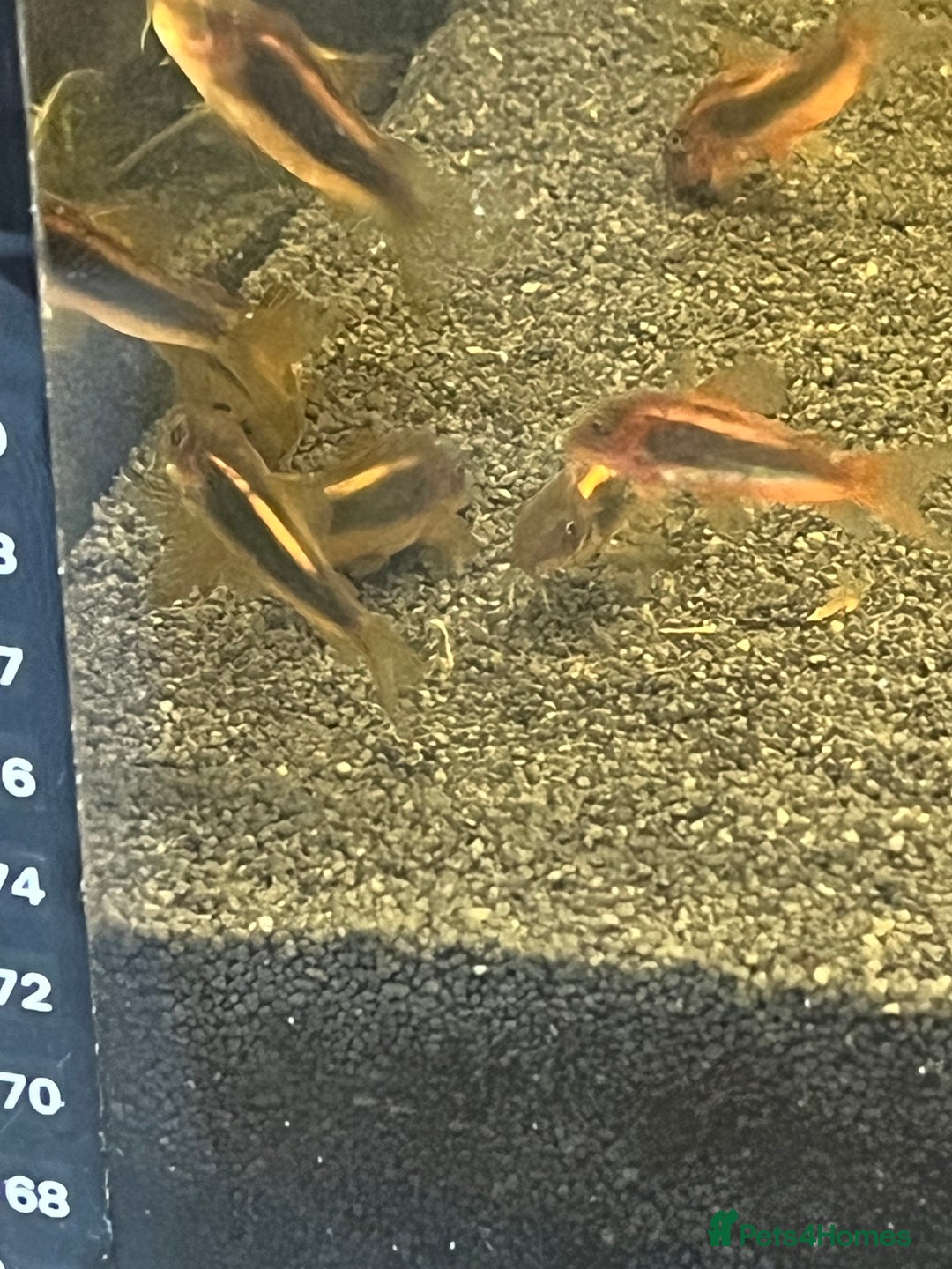 Corys fish for sale: Red Lazer Corys. £15. - Image 4