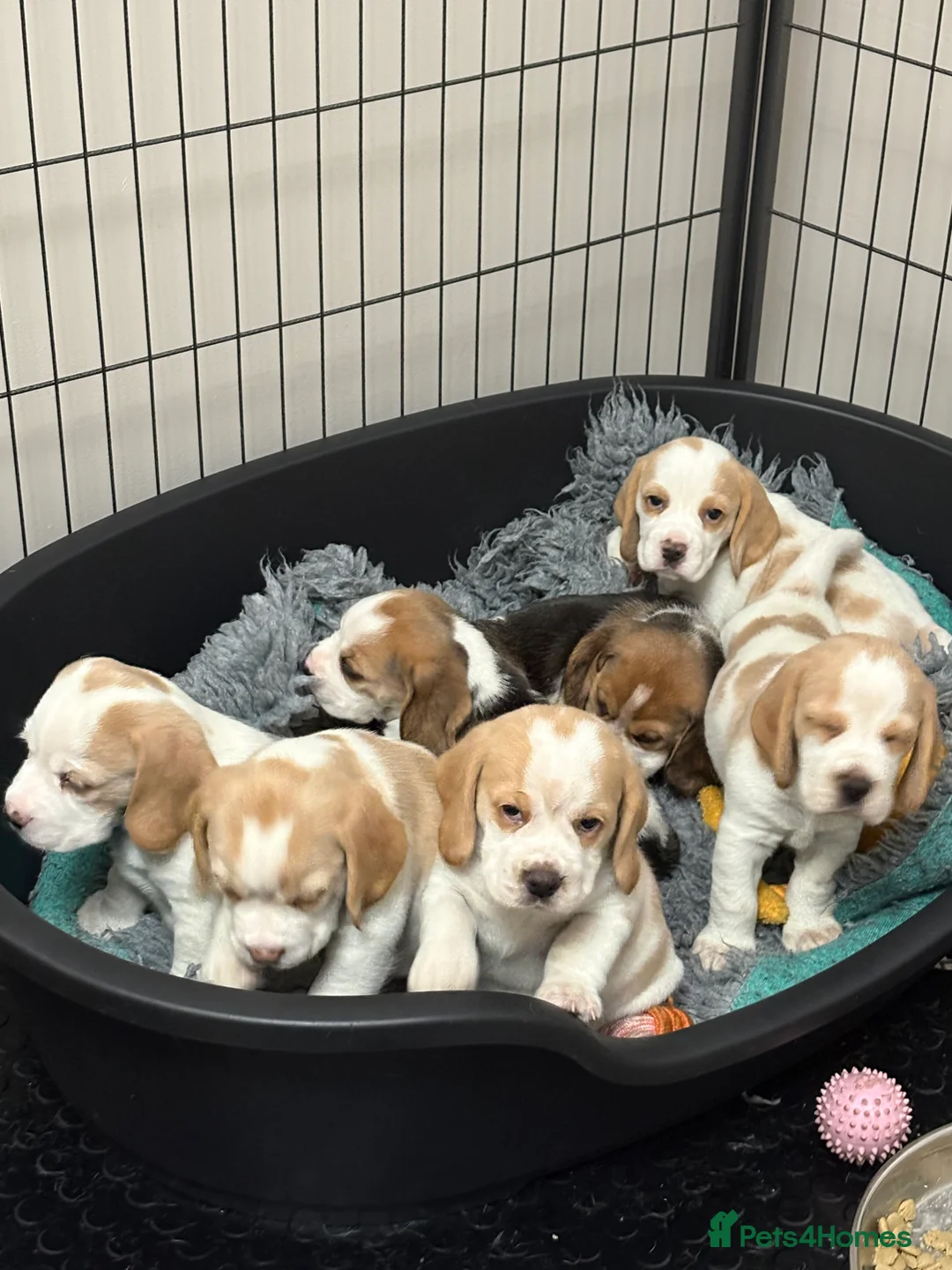 Beagle dogs for sale: 2x Female Beagle Puppies available - Advert 2