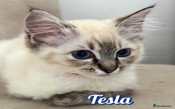 Ragdoll cats for sale: GCCF Registered Kittens - Image 4
