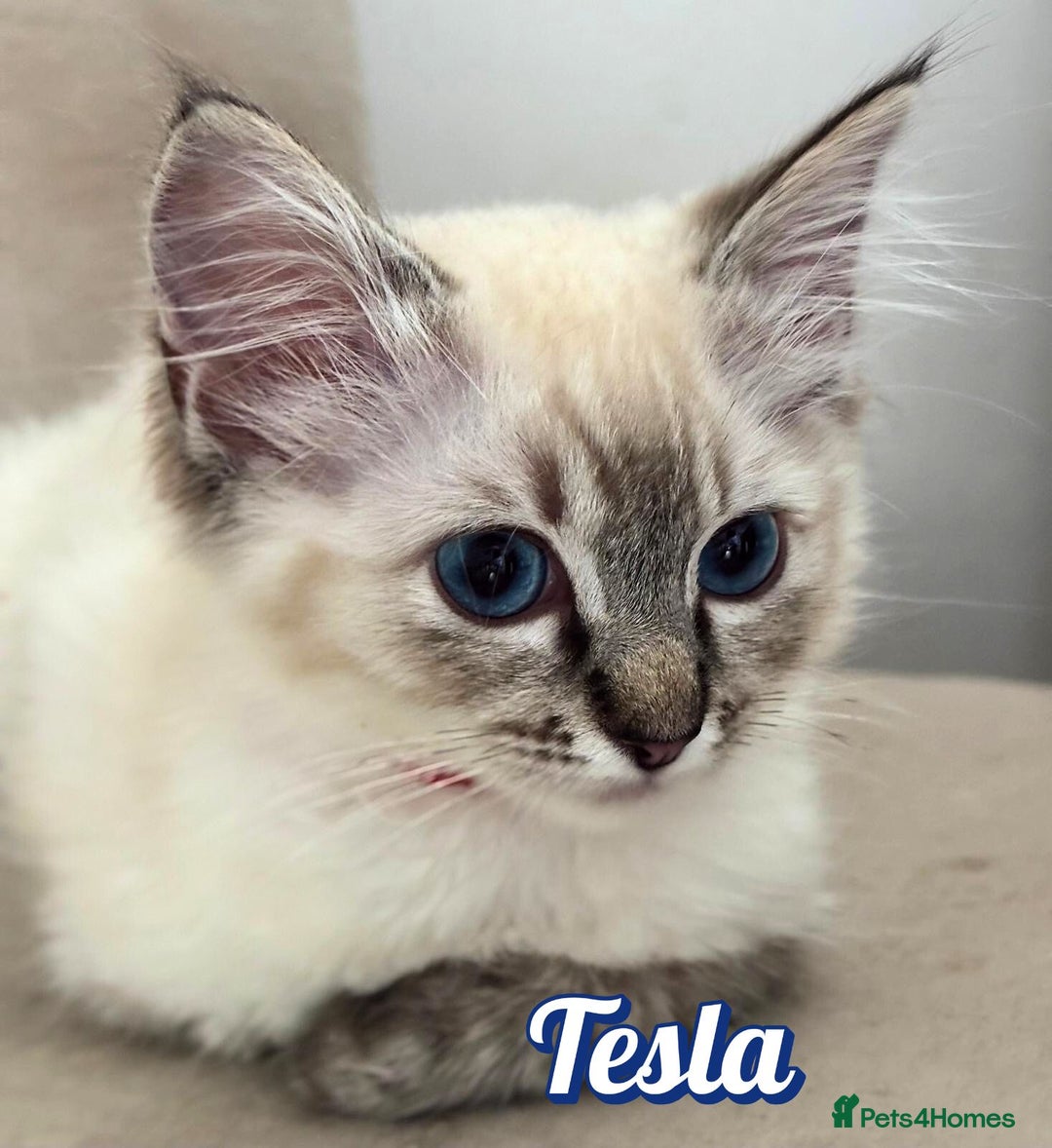 Ragdoll cats for sale: GCCF Registered Kittens - Image 4
