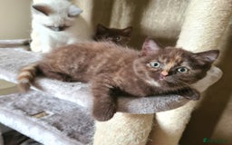 British Shorthair cats for sale: Cinnamon tortie BS female kitten - Image 12