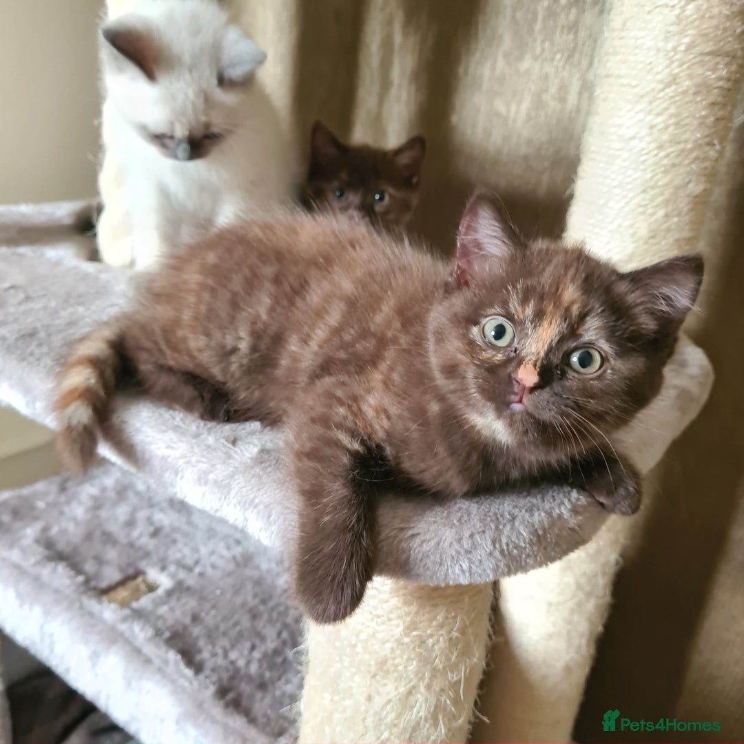 British Shorthair cats for sale: Cinnamon tortie BS female kitten - Image 12