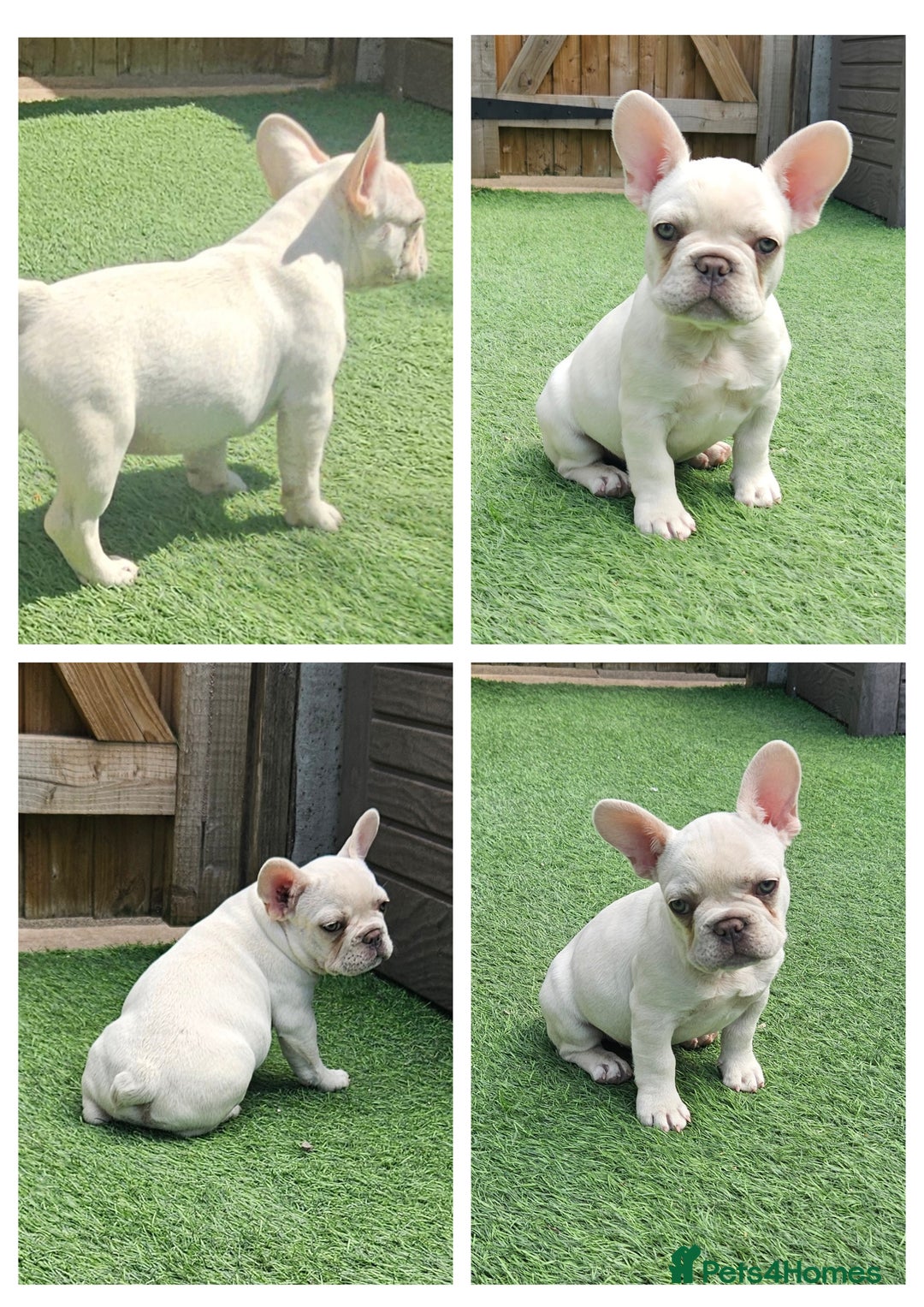 French Bulldog dogs for sale: REDUCED Fully vaccinated french bulldog puppy  - Image 1