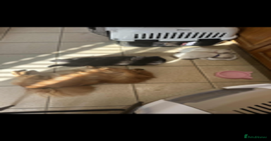 Pomeranian dogs - Advert 5