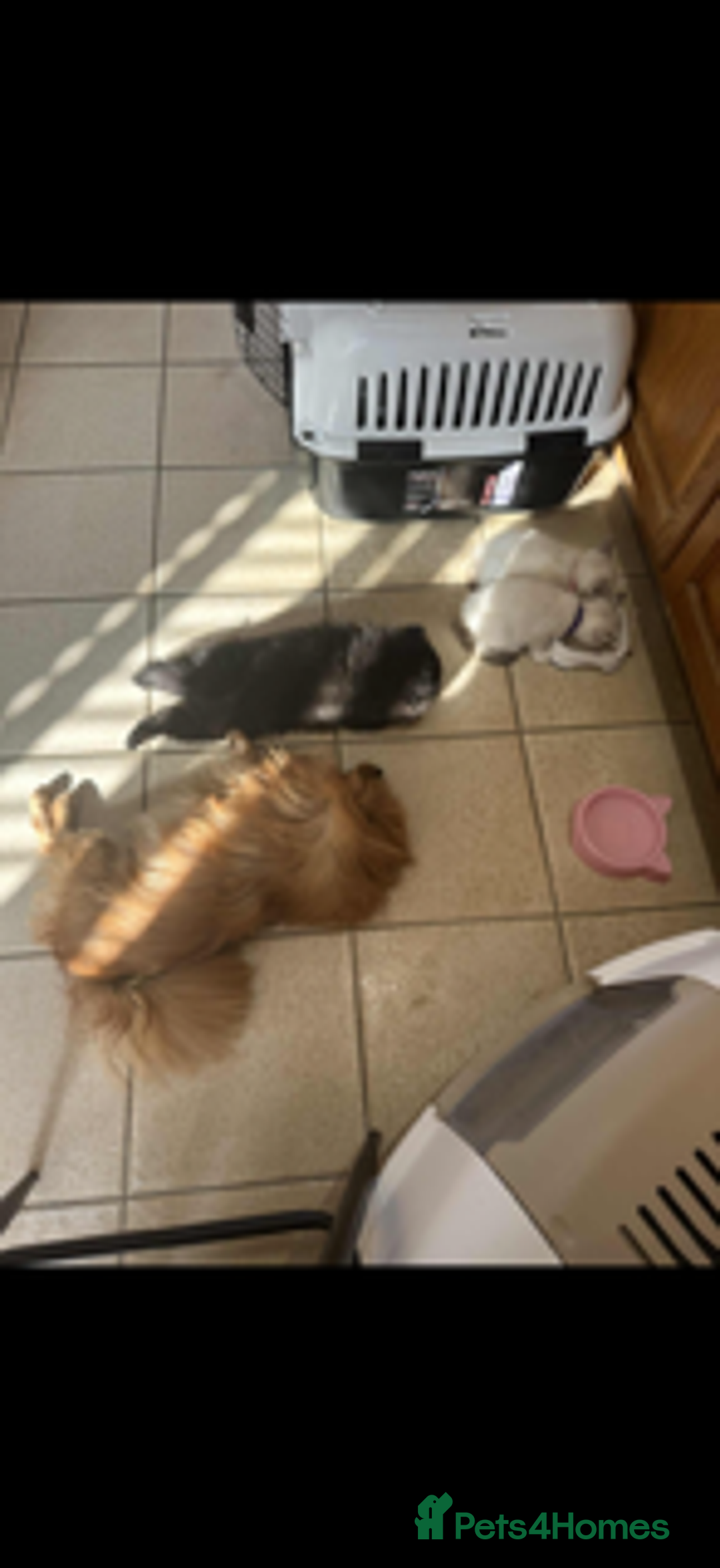 Pomeranian dogs for sale: 1 adorable Black Male Pomeranian Puppy for Sale - Image 3