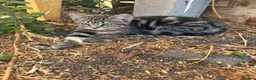 Bengal cats for sale: Bonded Bengal Cross Kittens - Advert 2