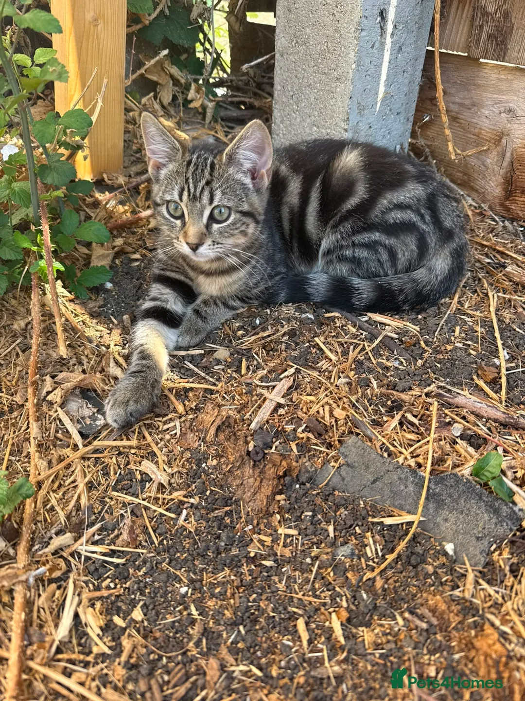 Bengal cats for sale: Bonded Bengal Cross Kittens - Advert 2