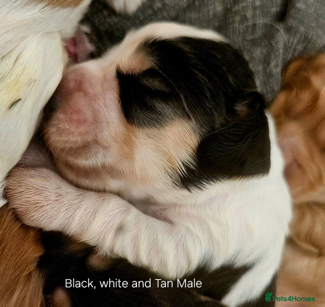 Cocker Spaniel dogs for sale: Beautiful full show cockers  - Advert 6