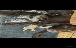 Mixed Breed dogs for sale: Mini Cockapoos - Image 10