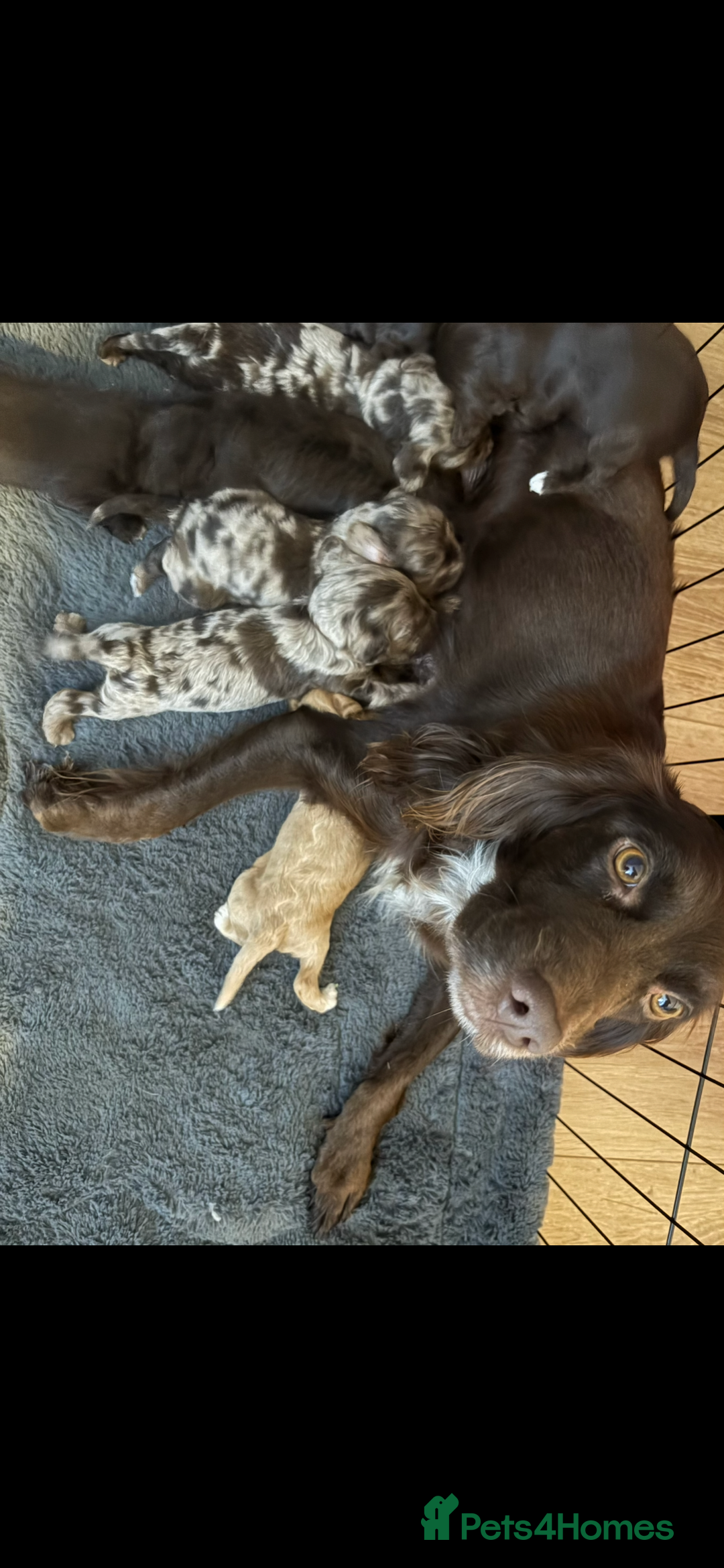 Mixed Breed dogs for sale: Mini Cockapoos - Image 10