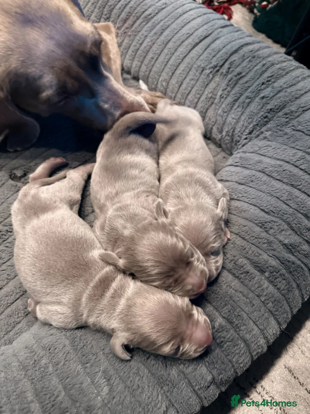 Weimaraner dogs for sale: Weimaraner puppies  in Oxford - Advert 3