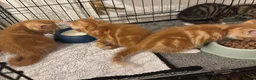 American Shorthair cats for sale: Beautiful Rare GingerKittens Alonghair X BSH cross - Advert 20