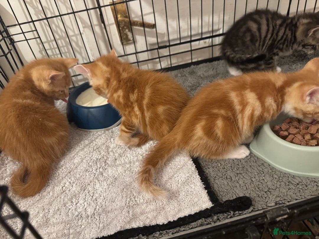 American Shorthair cats for sale: Beautiful Rare GingerKittens Alonghair X BSH cross - Advert 20