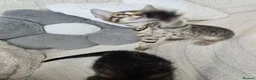 Bengal cats for sale: Bengal cross kittens - Advert 24