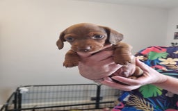 Miniature Dachshund dogs for sale: Minature dashshunds 2 boys 2 girls left - Image 23