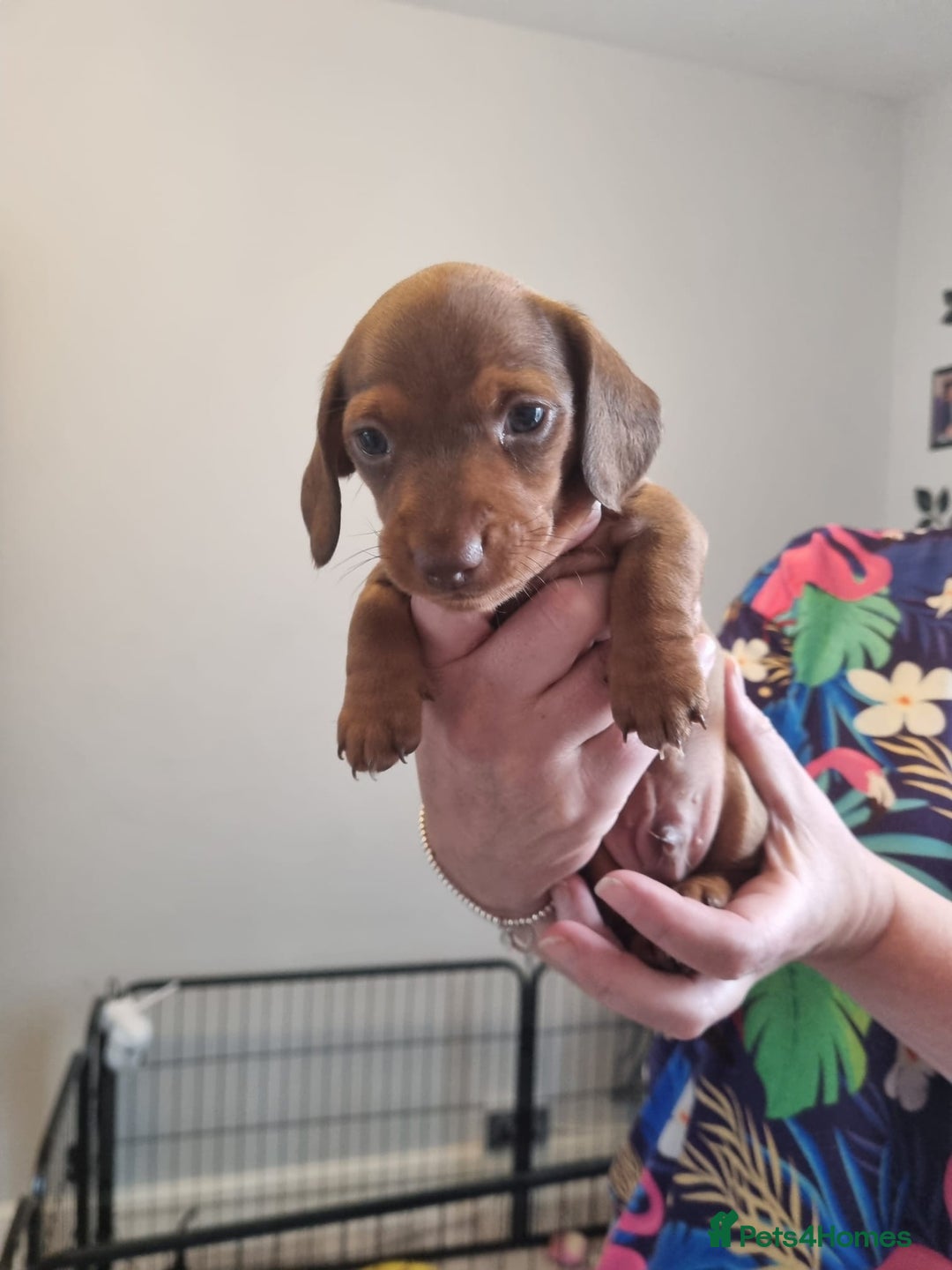 Miniature Dachshund dogs for sale: Minature dashshunds 2 boys 2 girls left - Image 23