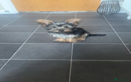 Yorkshire Terrier dogs for sale: Yorkie girl  - Image 1