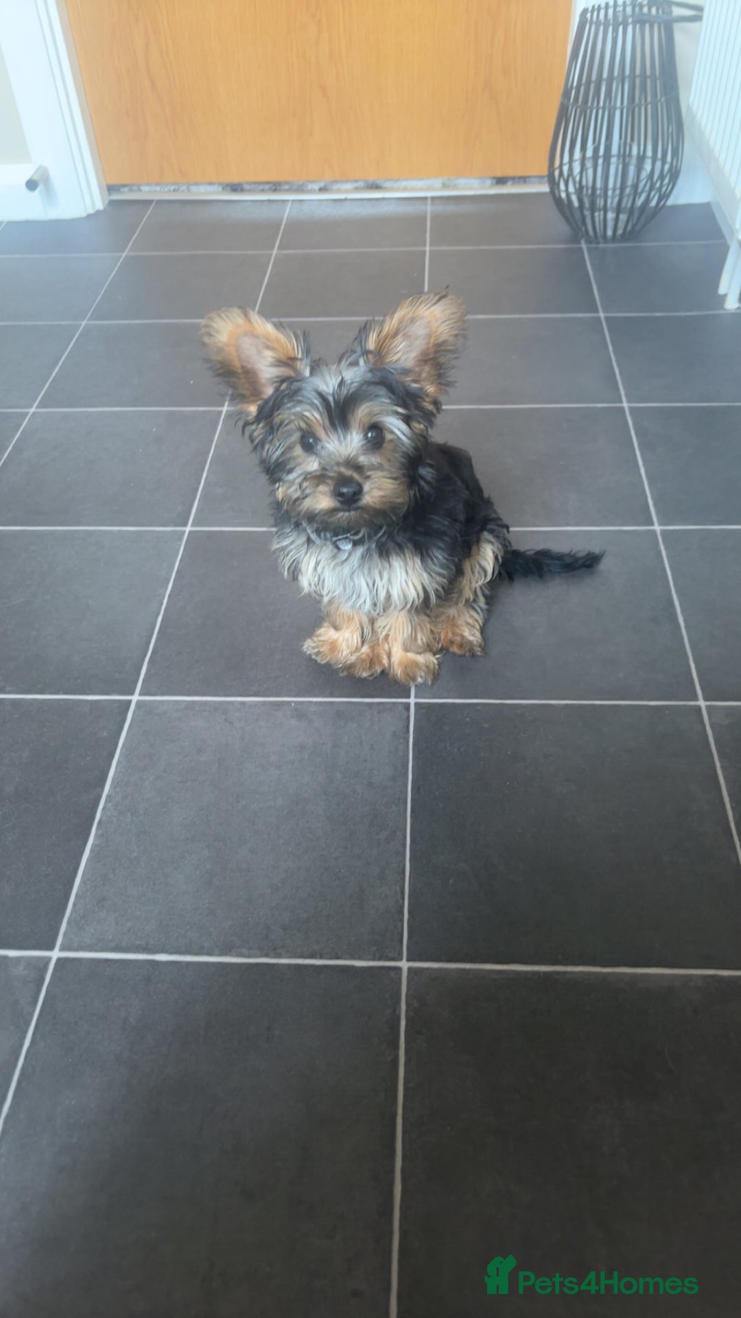 Yorkshire Terrier dogs for sale: Yorkie girl  - Image 1