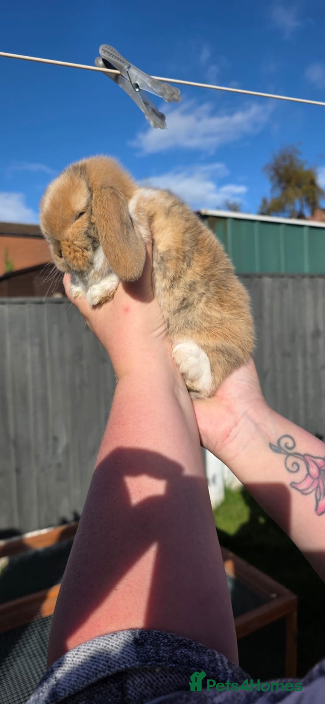 Mini Lop rabbits for sale: Two Mini Lop Bucks for Sale - Image 11