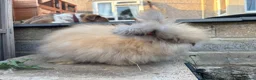 Angora rabbits for sale: English Angoras  - Advert 6