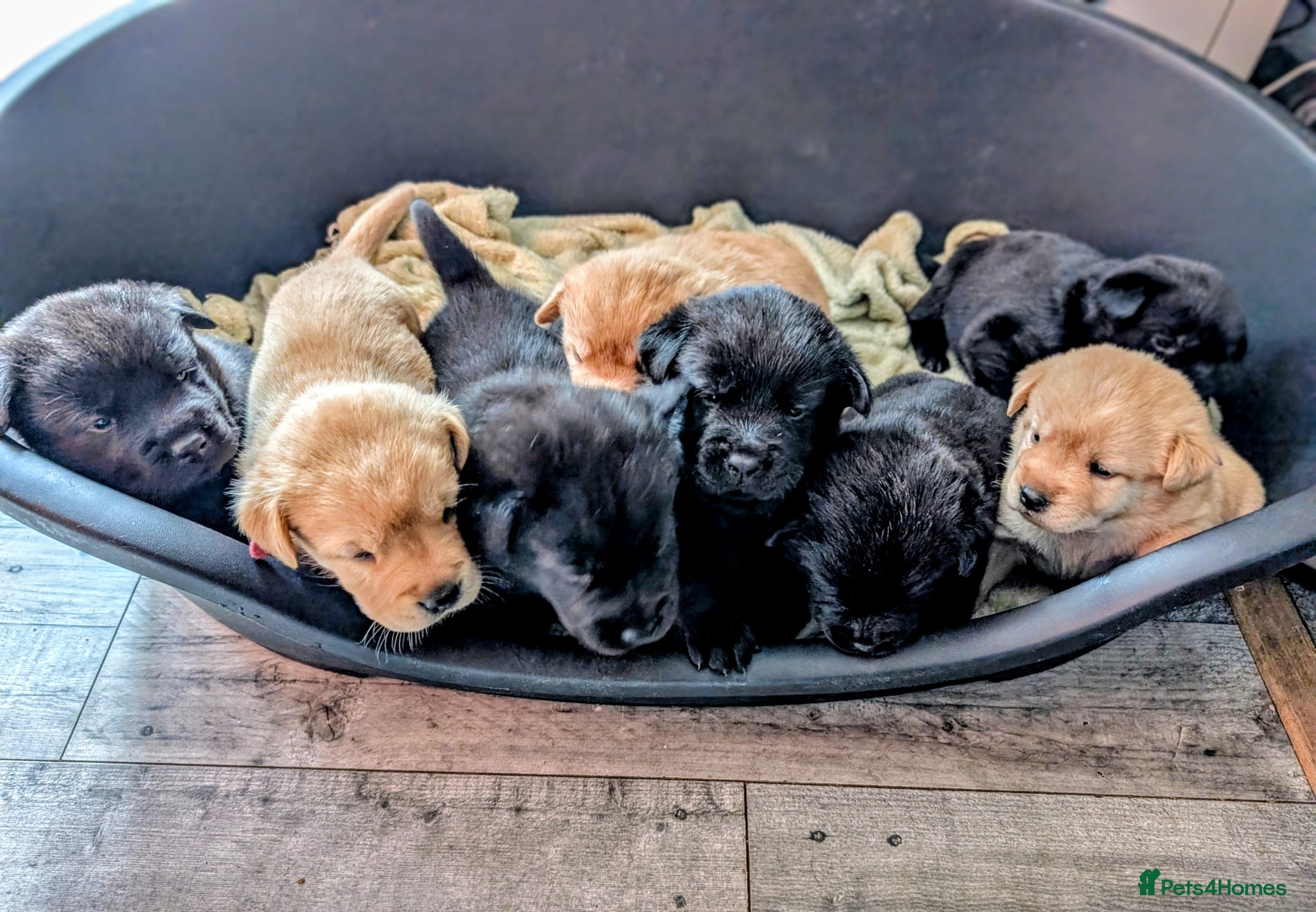 Mixed Breed dogs Beautiful Labrador x Chow Chow puppies - Advert 5